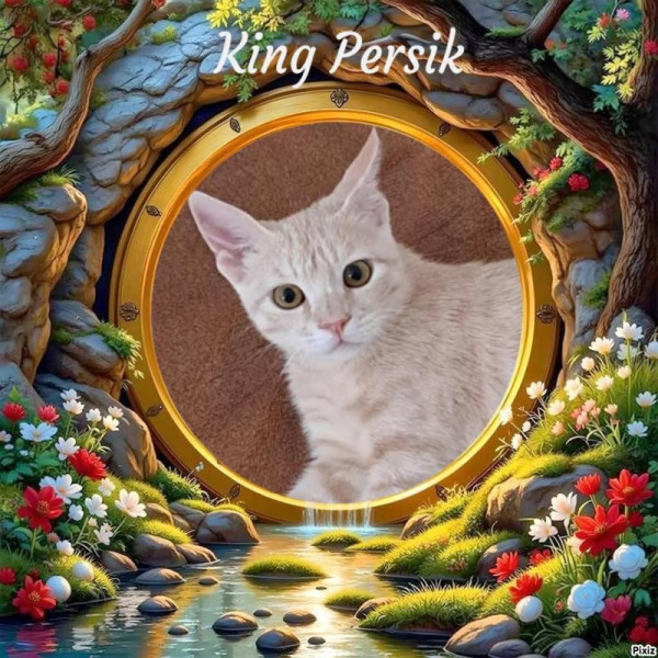 Shahorik uploaded   45  day/s  ago