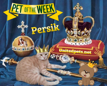 Shahorik uploaded   47  day/s  ago