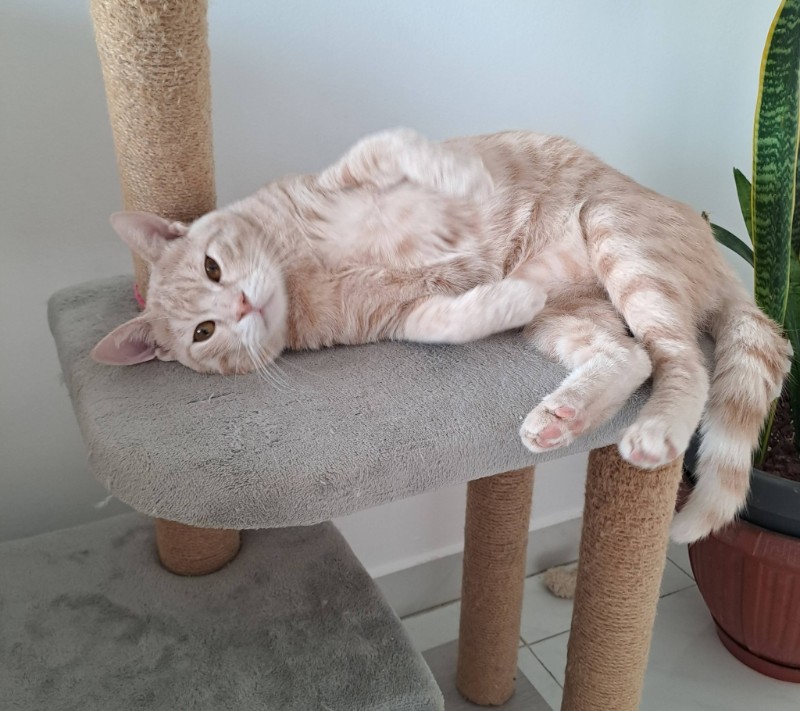 Persik of the Shahorik family