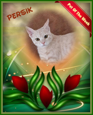 Shahorik uploaded   49  day/s  ago