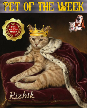 Shahorik uploaded   46  day/s  ago