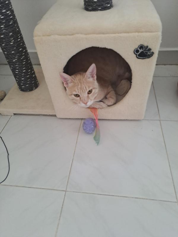 Persik of the Shahorik family
