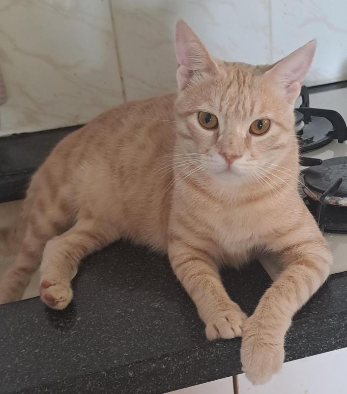 Persik of the Shahorik family