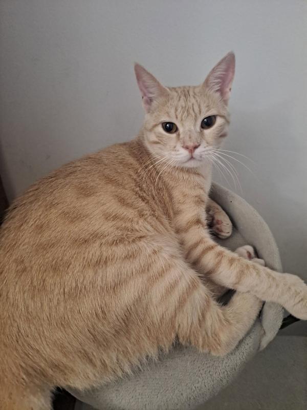 Persik of the Shahorik family