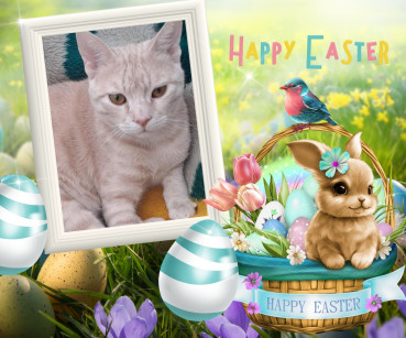 Shahorik uploaded   7  day/s  ago