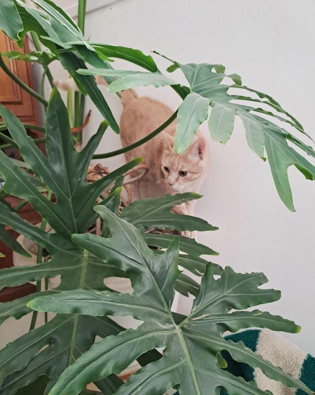 Persik(Shahorik)