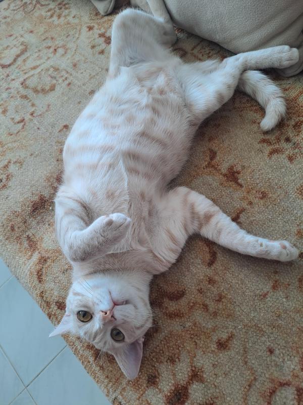 Shahorik uploaded   2  day/s  ago