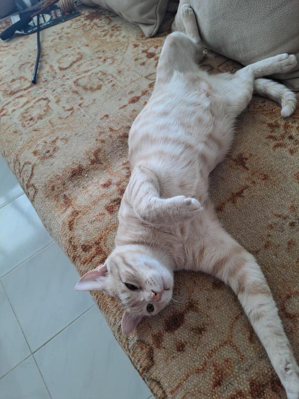 Shahorik uploaded   2  day/s  ago