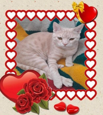 Shahorik uploaded   16  day/s  ago