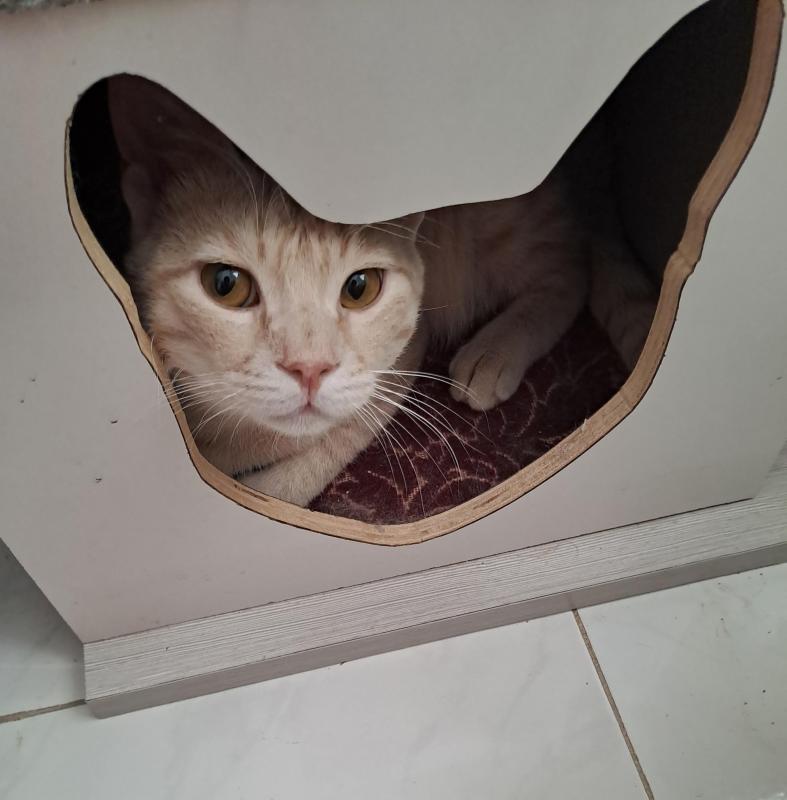 Shahorik uploaded   2  day/s  ago