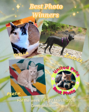 Shahorik uploaded   21  day/s  ago