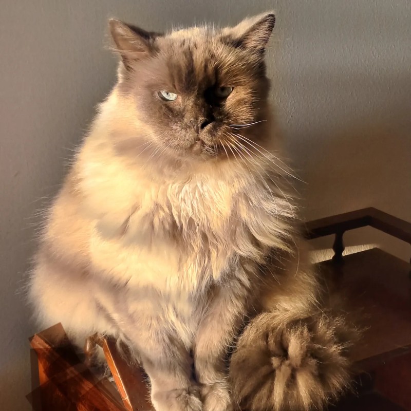 Shahorik uploaded   2 year/s ago