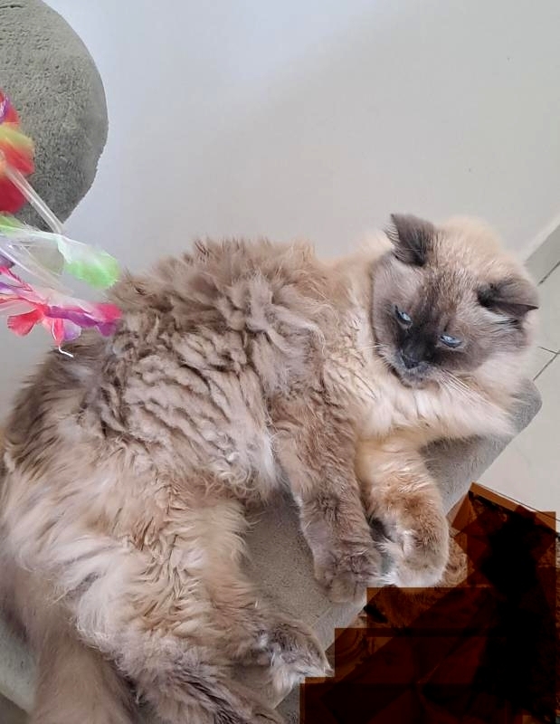 Shahorik uploaded   1 year/s ago