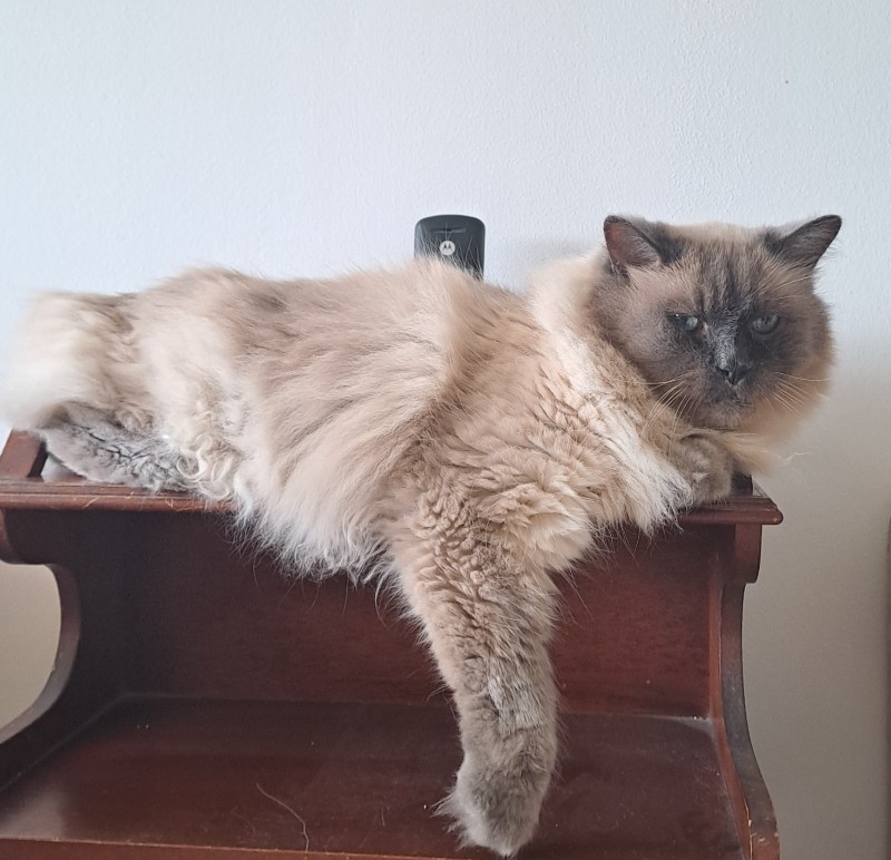 Shahorik uploaded   1 year/s ago