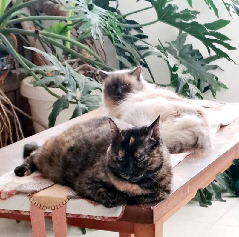 Shahorik uploaded   1 year/s ago