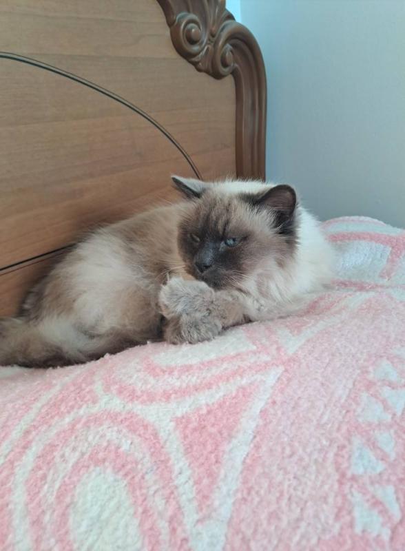 Shahorik uploaded   359  day/s  ago