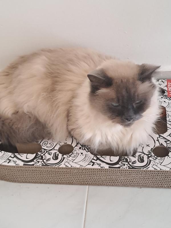 Shahorik uploaded   359  day/s  ago