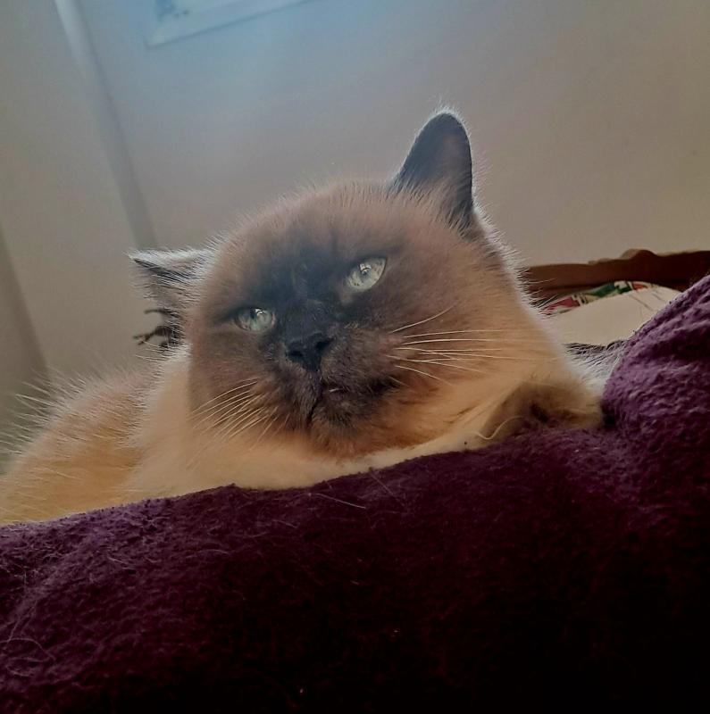 Shahorik uploaded   359  day/s  ago