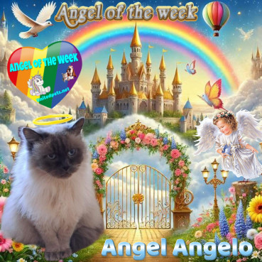 Angelo of the Shahorik family