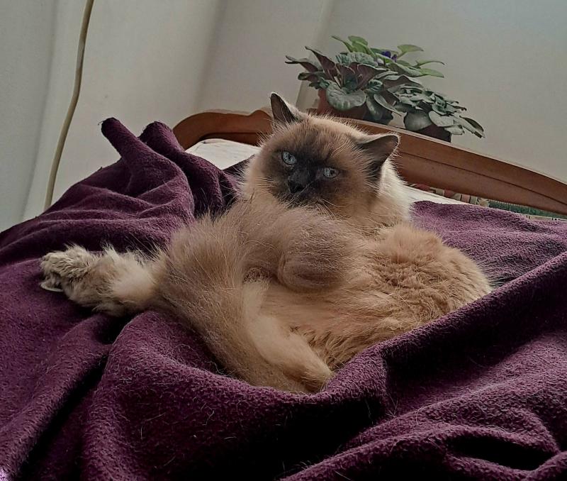 Shahorik uploaded   359  day/s  ago