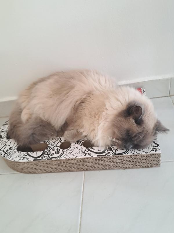 Shahorik uploaded   359  day/s  ago