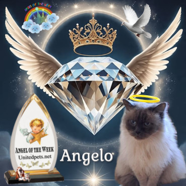Angelo of the Shahorik family