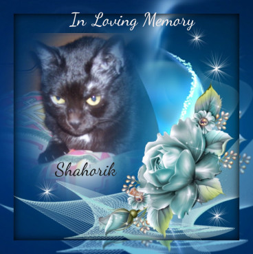 Shahorik of the Shahorik family
