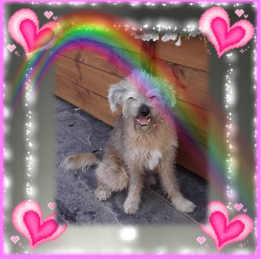 Freddy of the Shahorik family