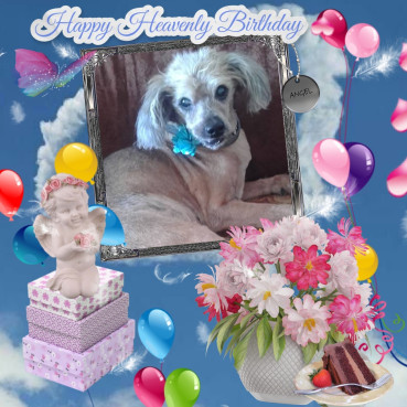 Freddy of the Shahorik family