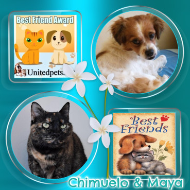 Maya of the Shahorik family