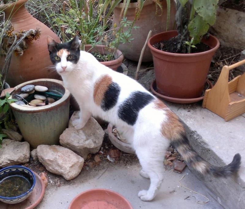 Princess of the SoniaW family