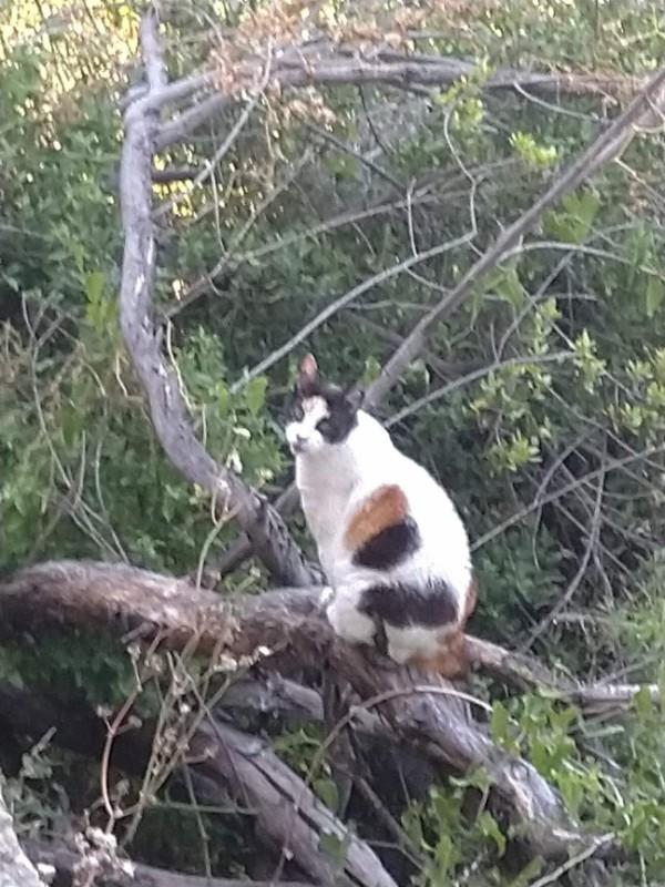 Princess of the SoniaW family