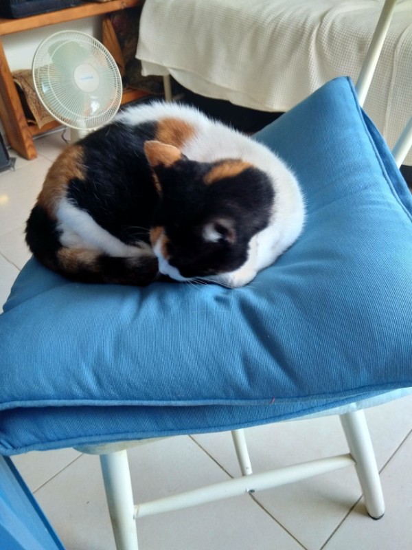 Princess of the SoniaW family