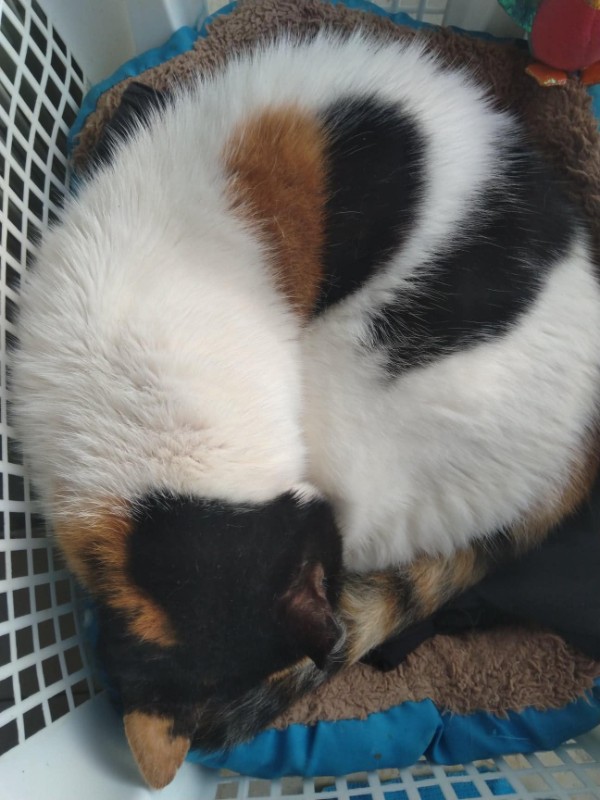 Princess of the SoniaW family