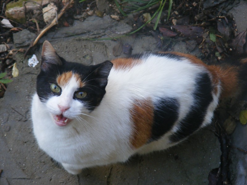 Princess of the SoniaW family