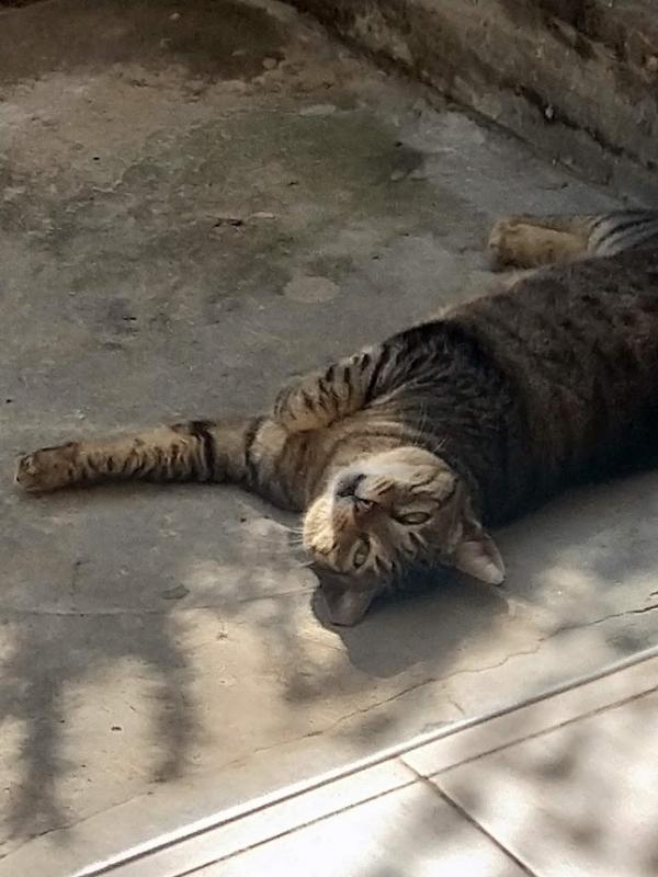 SoniaW uploaded   286  day/s  ago