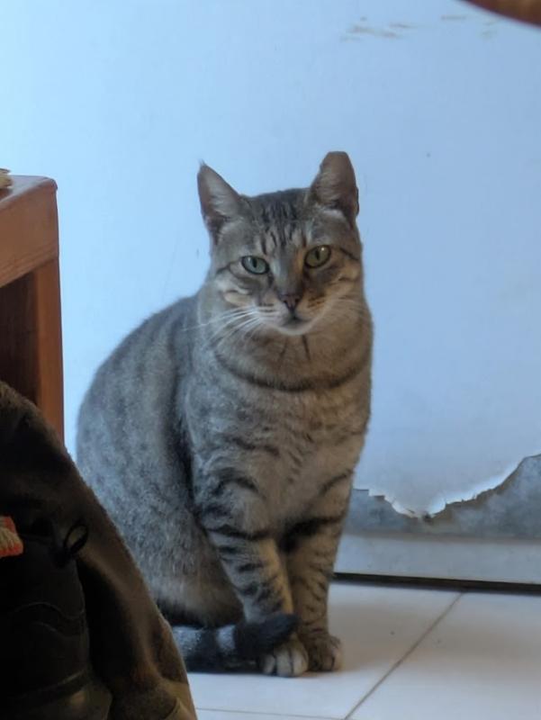 Squeak of the SoniaW family