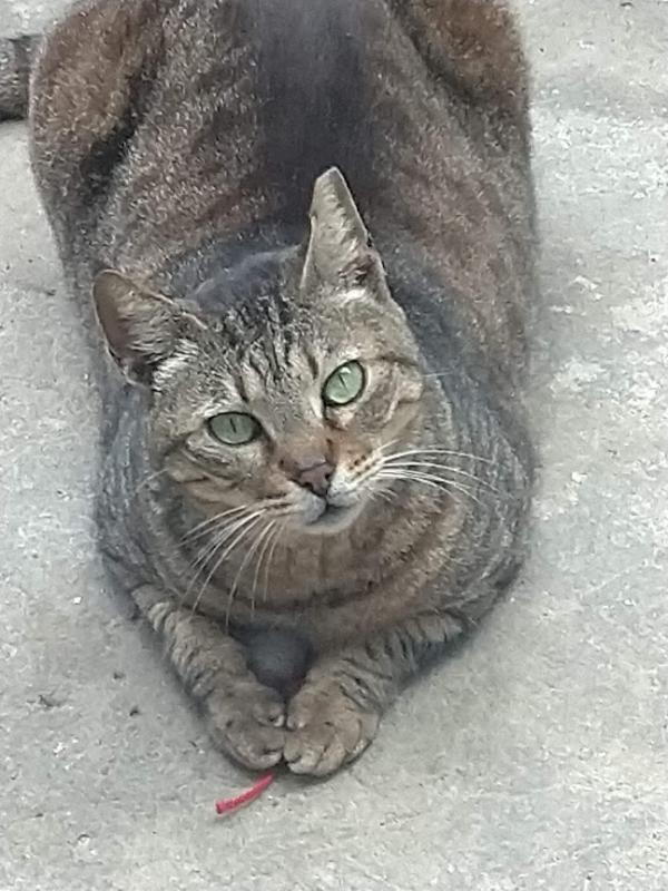 Squeak of the SoniaW family