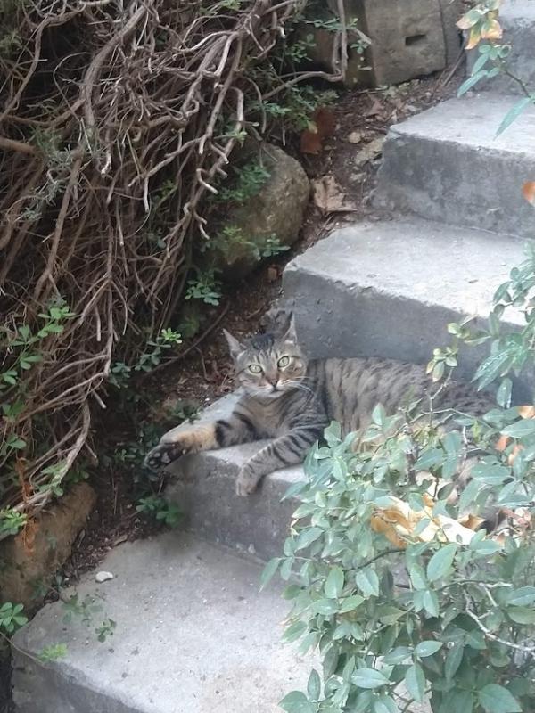 Squeak of the SoniaW family