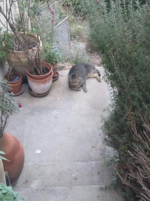 Squeak of the SoniaW family