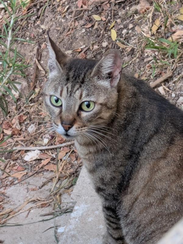 Squeak of the SoniaW family