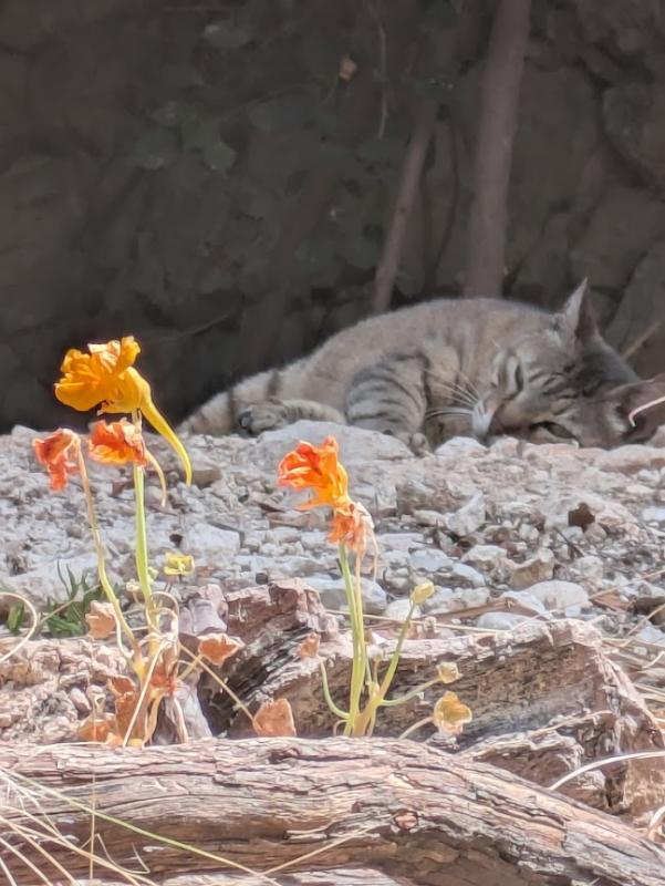 Squeak of the SoniaW family