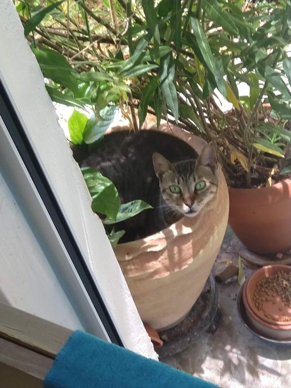 Squeak of the SoniaW family