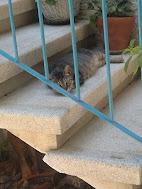 Squeak of the SoniaW family