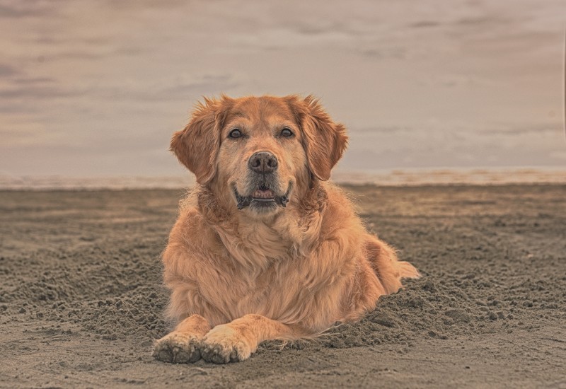 SweetSyd uploaded   5 year/s ago