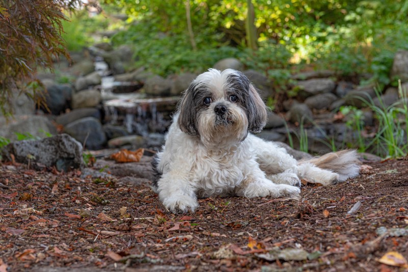 Patches of the SweetSyd family