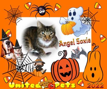 Angel Soxie of the TiaAnne family