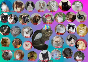 Angel Molly of the TiaAnne family