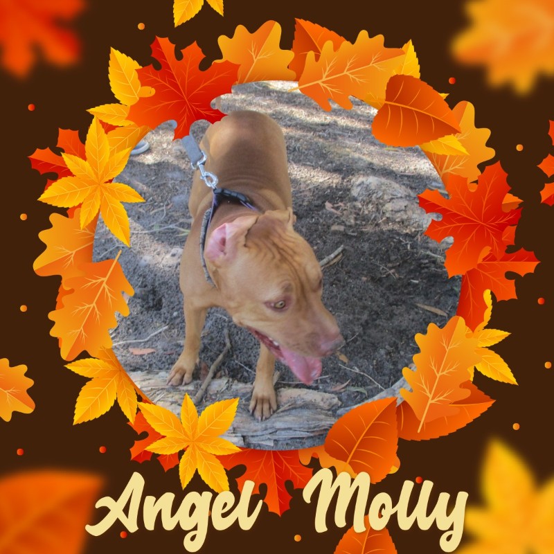 Angel Molly of the TiaAnne family