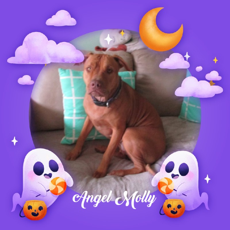 Angel Molly of the TiaAnne family